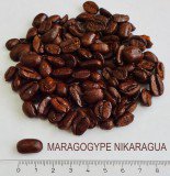 Кофе в зернах СВЕЖЕЙ ОБЖАРКИ Esperanto MARAGOGYPE NIKARAGUA (Эсперанто Марагоджип Никарагуа), моносорт, 0,5 кг, вакуумная упаковка